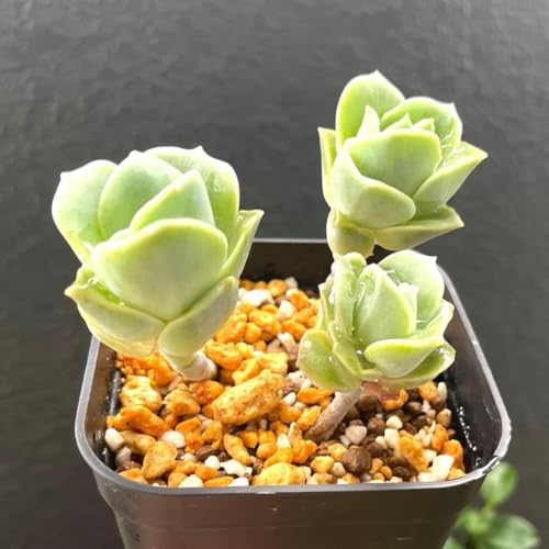 多肉植物 ラブリーローズ」の人気商品一覧 | 安い商品を通販サイトから